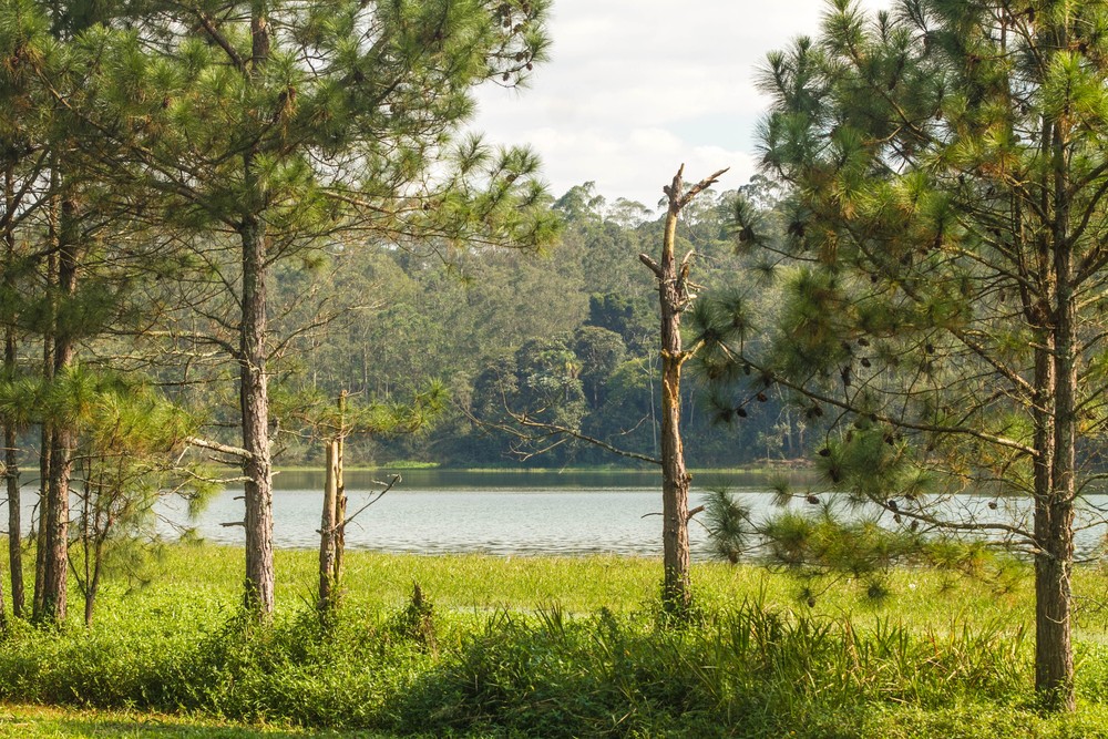#PraCegoVer - Às margens da represa Billings: árvores e relvado, mantidos como remanescentes da Mata Atlântica.
