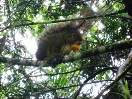 #PraCegoVer - Esquilo em galho de árvore no Parque Varginha. O esquilo tem um fruto de jerivá na boca.