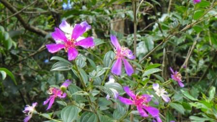 #PraCegoVer - Flores lilás de manacás na reserva natural