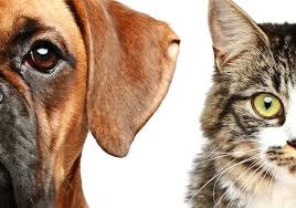 #PraCegoVer - Fotos de um cão e um gato, expostos apenas metade do focinho de cada um.