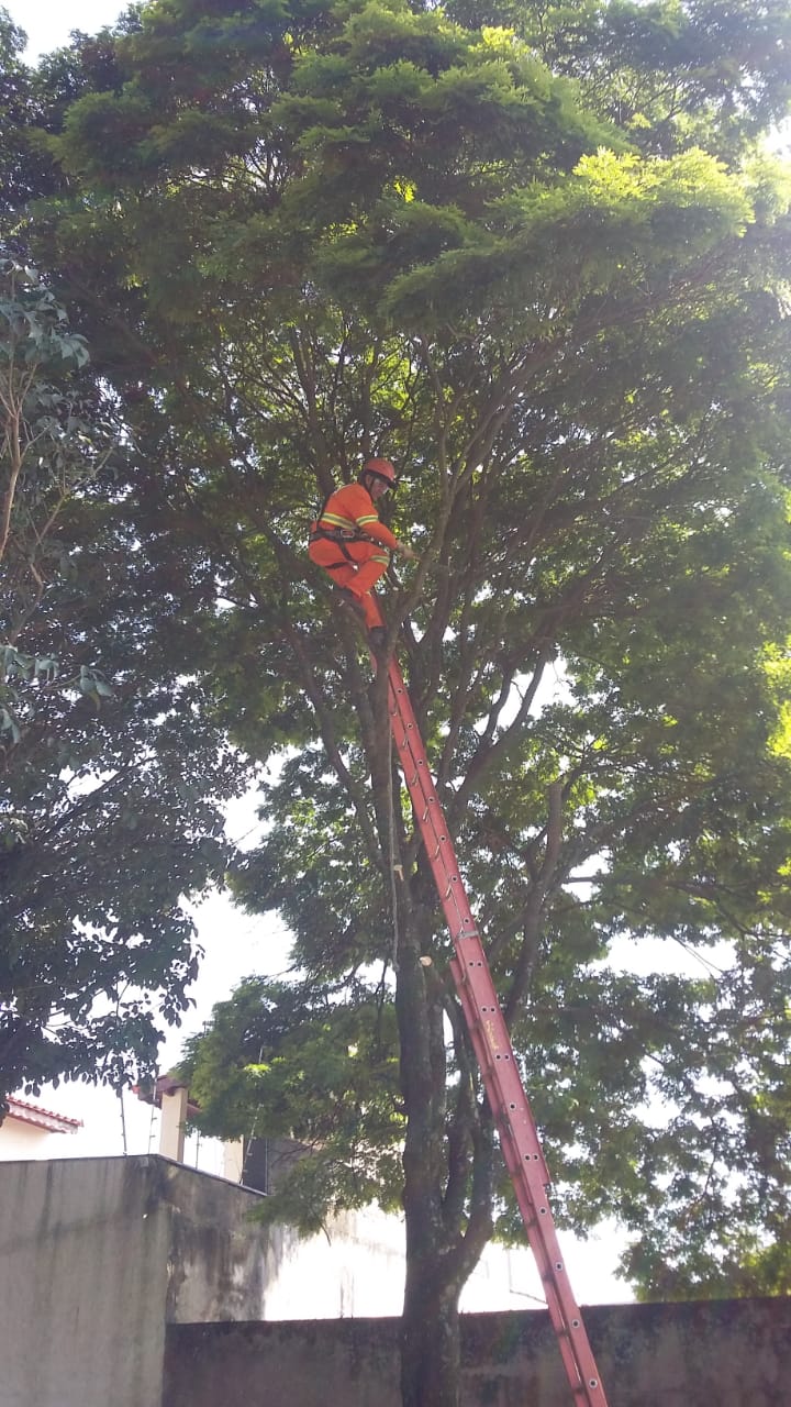 #PraCegoVer - Trabalhador da Subprefeitura no alto de uma escada, cortando galhos para facilitar o corte da árvore.