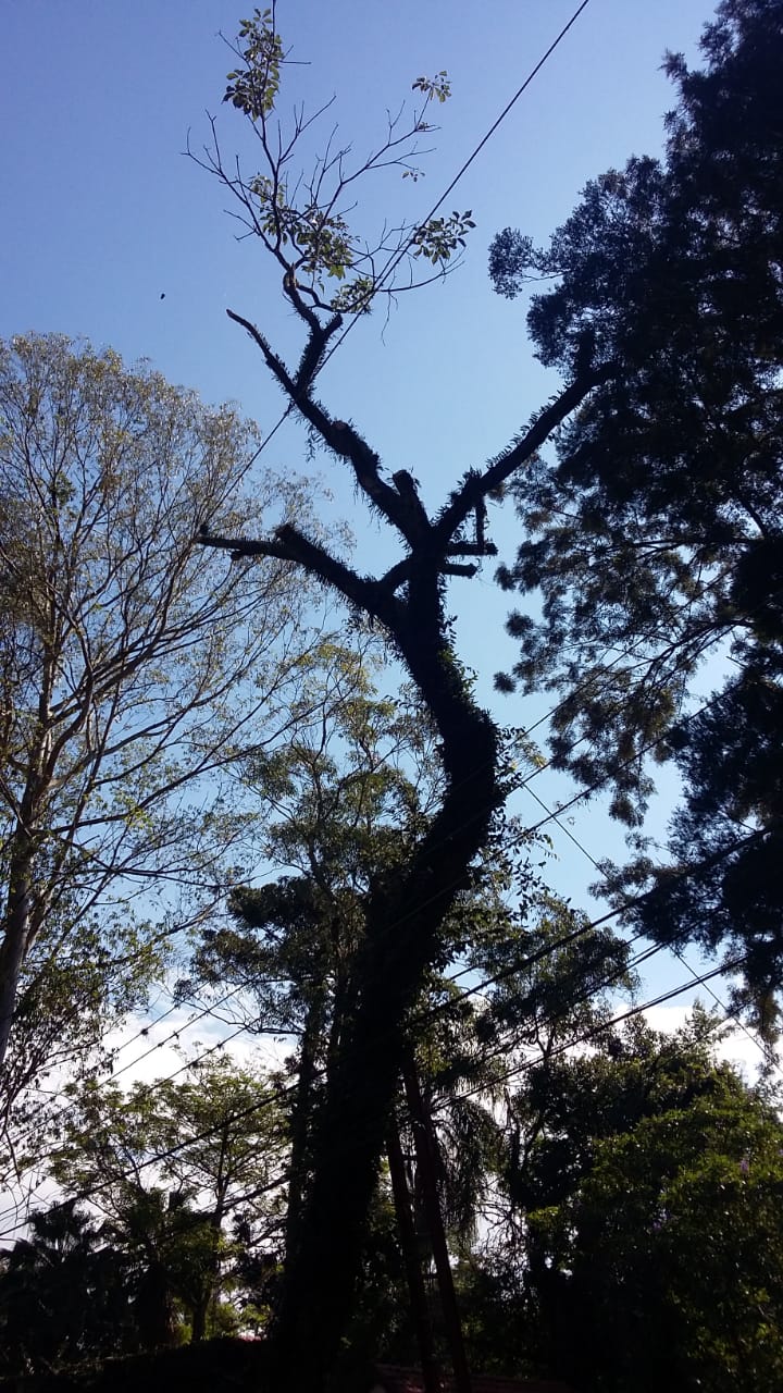 #PraCegoVer - Árvore a ser removida destaca-se contra o céu azul