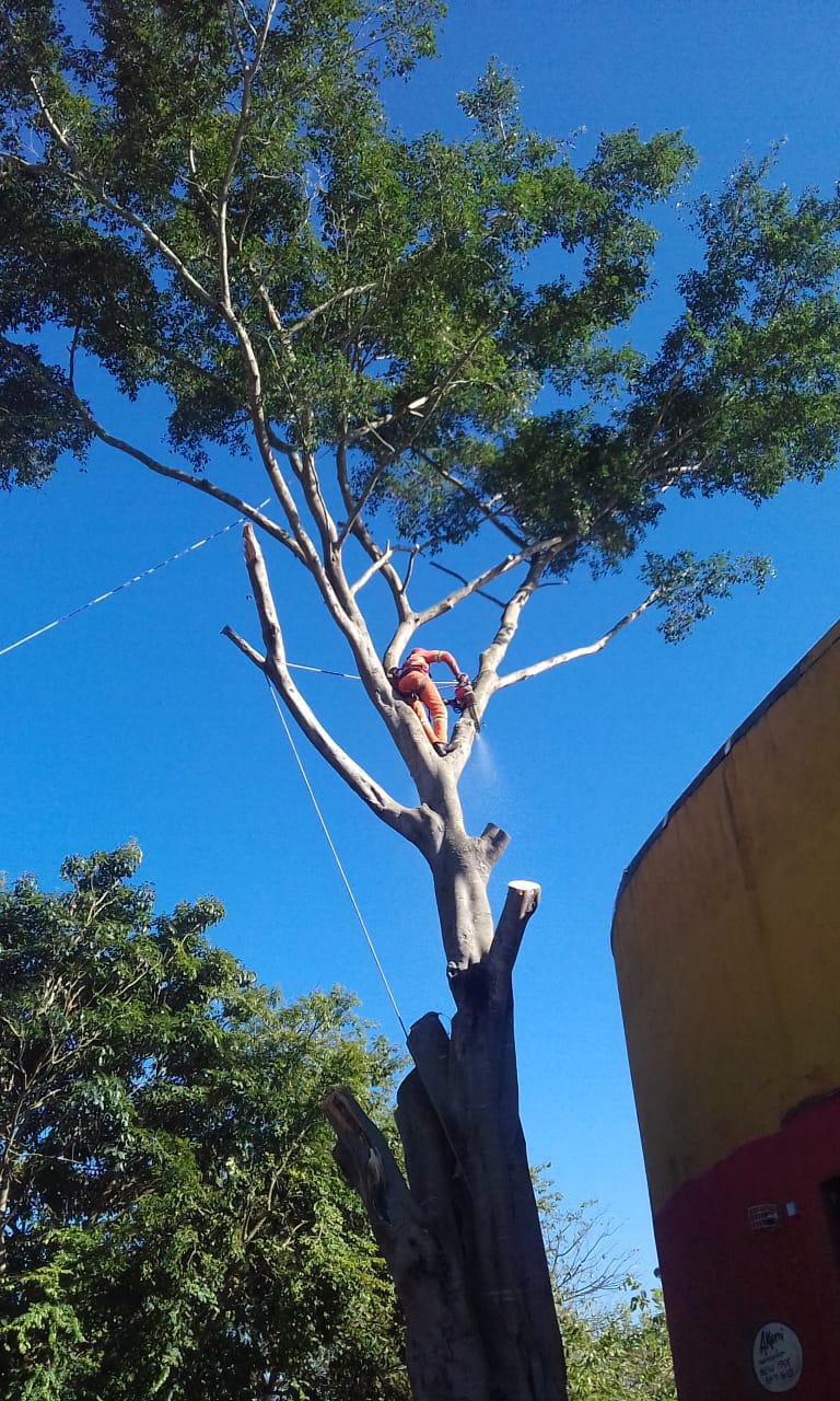 #PraCegoVer - Trabalhador da Subprefeitura corta galho de árvore a ser removida.