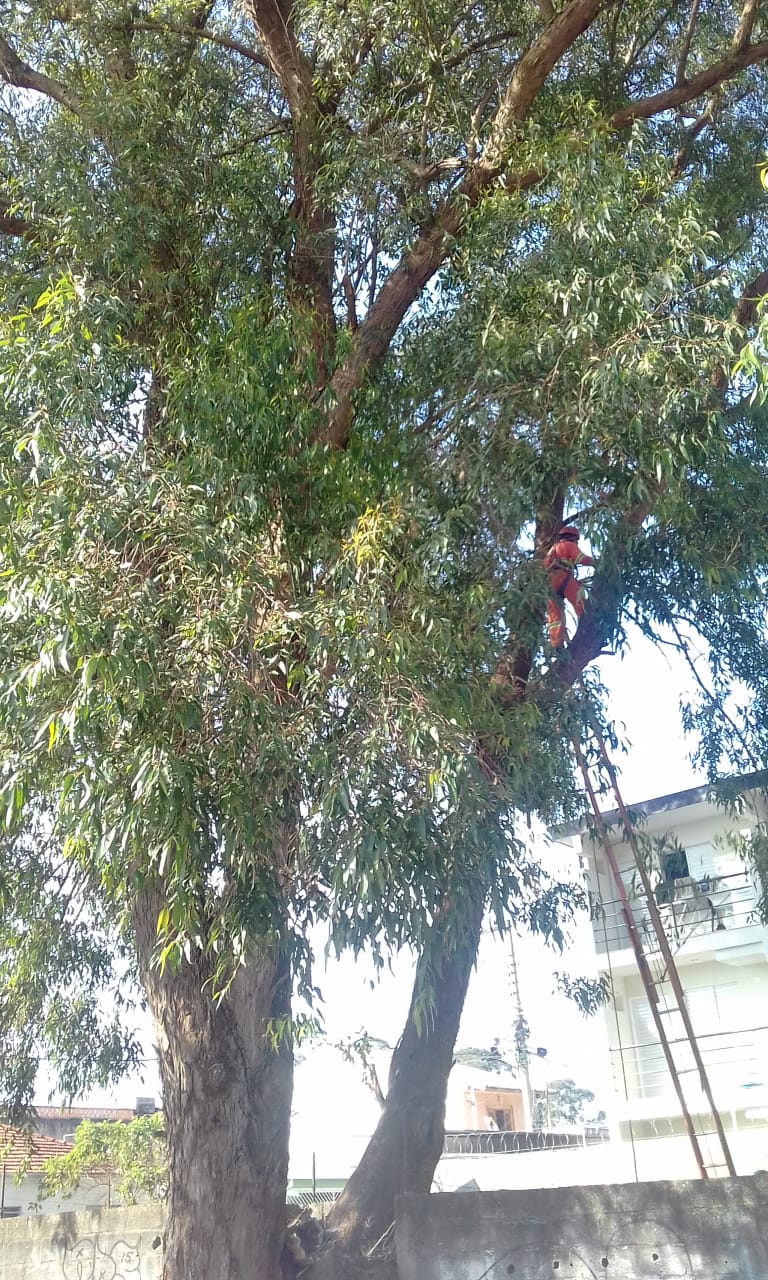 #PraCegoVer - Trabalhador da Subprefeitura está no alto de uma árvore. Há uma escada que dá bem onde está o trabalhador. A árvore tem vários galhos e está ao lado de um muro.