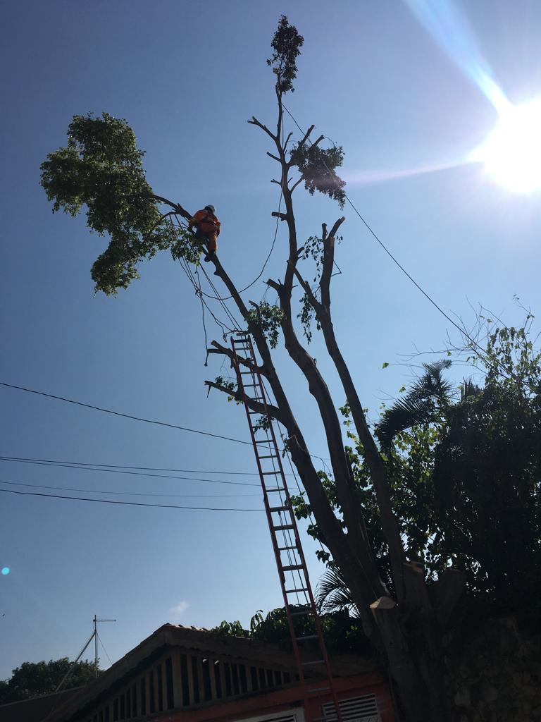 #PraCegoVer - Um trabalhador da Subprefeitura está na ponta de um galho da árvore. Um pouco abaixo, há   uma escada. A árvore está amarrada por cordas de sustentação.