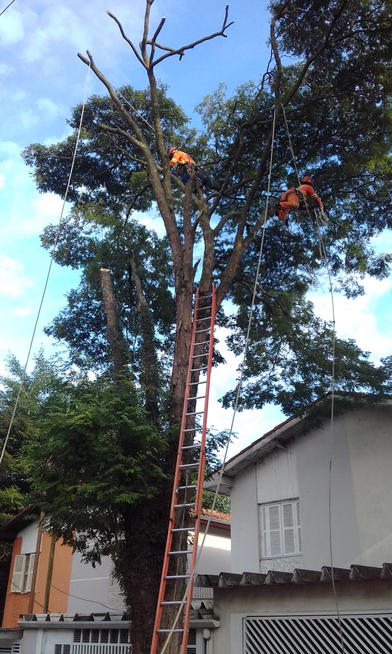 #PraCegoVer - Dois trabalhadores da Subprefeitura estão no alto de galhos da árvore. Uma grande escada está apoiada em um dos galhos. Há cordas amarradas nos galhos. Ao fundo, duas casas residenciais da rua.