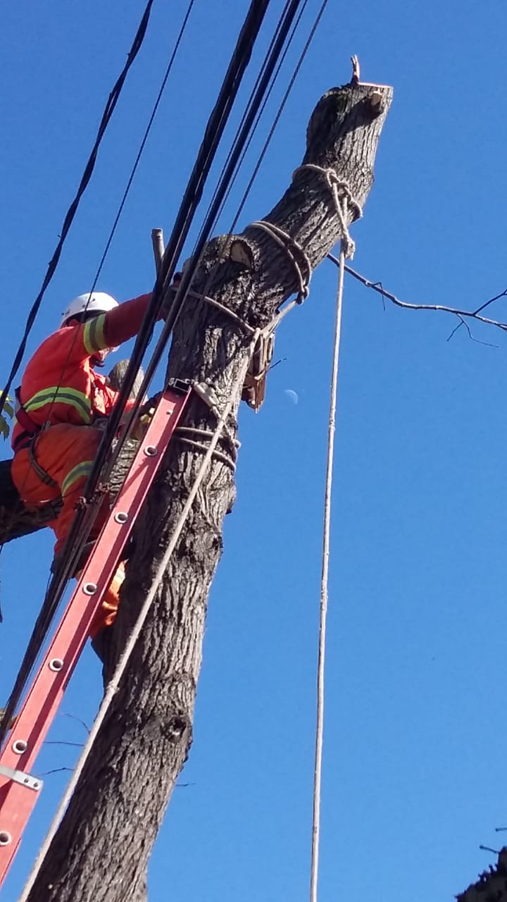 #PraCegoVer - Trabalhador da Subprefeitura no topo de uma escada amarrando a ponta de uma árvore, que   será removida.