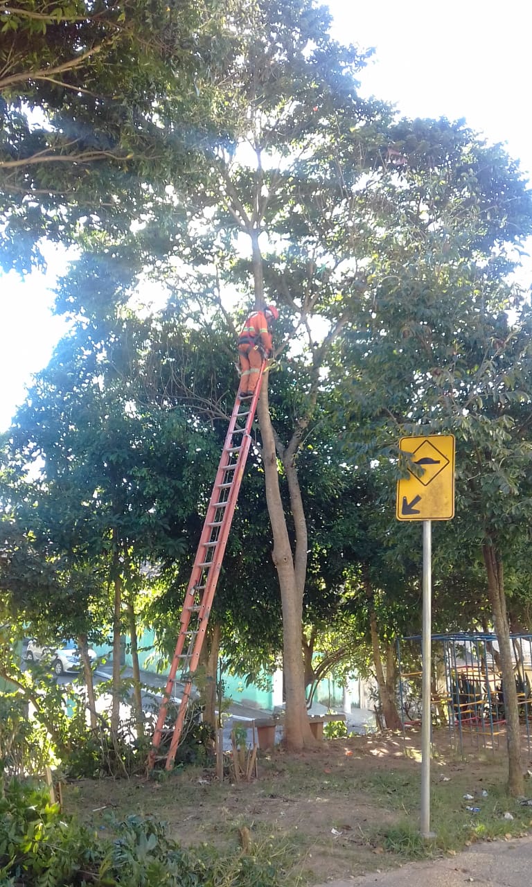 #PraCegoVer - Trabalhador da Subprefeitura está no topo de escada apoiada sobre árvore, para início da poda.