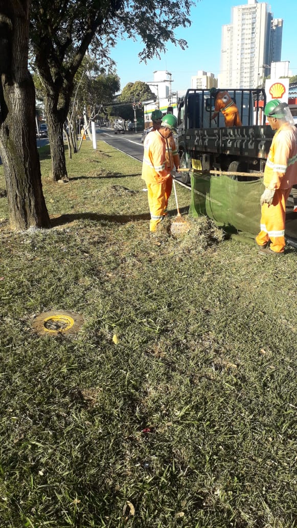 #PraCegoVer - Trabalhadores da Subprefeitura refilam e coroam as covas de mudas, para que a planta possa absorver água. O despraguejamento é feito com enxada, para tirar as ervas daninhas, que crescem mais rapidamente que a grama.