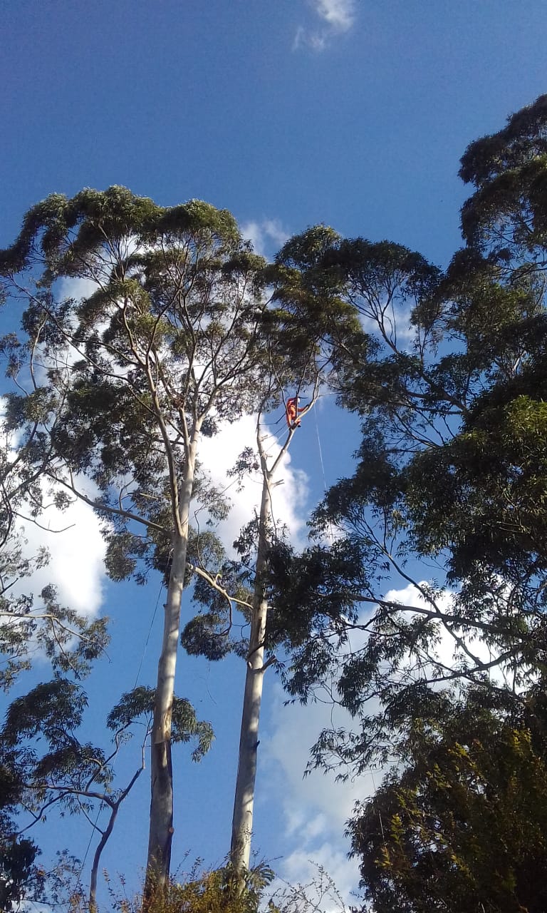 #PraCegoVer - Trabalhador da Subprefeitura está no galho mais alto de uma árvore, cortando ramos.