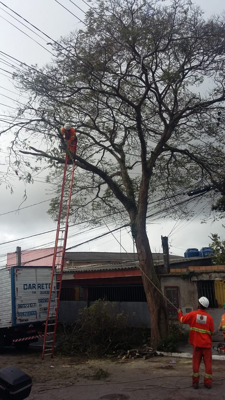 #PraCegoVer - Trabalhador da Subprefeitura no topo de uma escada serra os galhos da árvore a ser removida. Outros trabalhadores, no chão, seguram um corda de segurança.