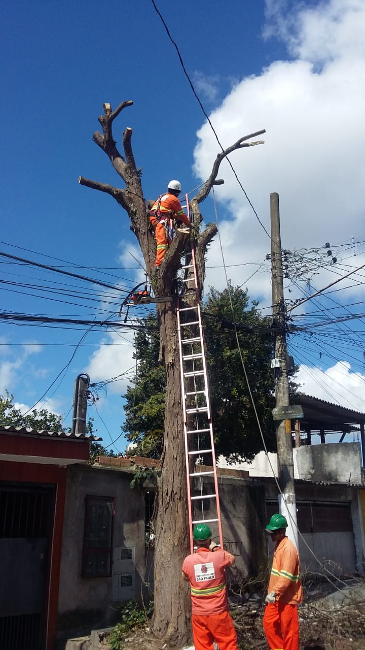 #PraCegoVer - Um trabalhador da Subprefeitura está no topo de uma escada, encostada na árvore que está sendo removida. Dois outros estão no chão, segurando a escada e uma corda que está sendo atada a galhos da árvore.