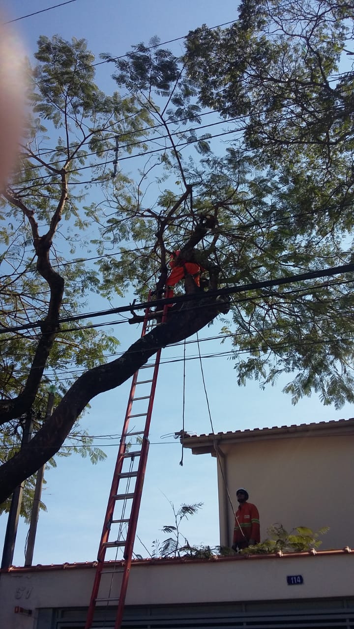 #PraCegoVer - Trabalhador da Prefeitura está no topo de escada apoiada nos galhos da árvore a ser podada. Outro trabalhador está no teto da moradia próxima.