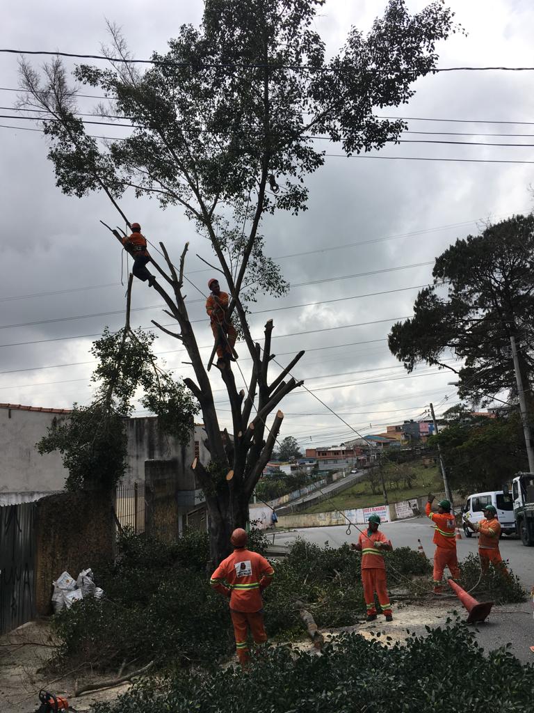 #PraCegoVer - Dois trabalhadores da Subprefeitura estão no alto da árvore, cortando os galhos. No chão, outros quatro trabalhadores sustentam as cordas que impede que a árvore caia de repente.