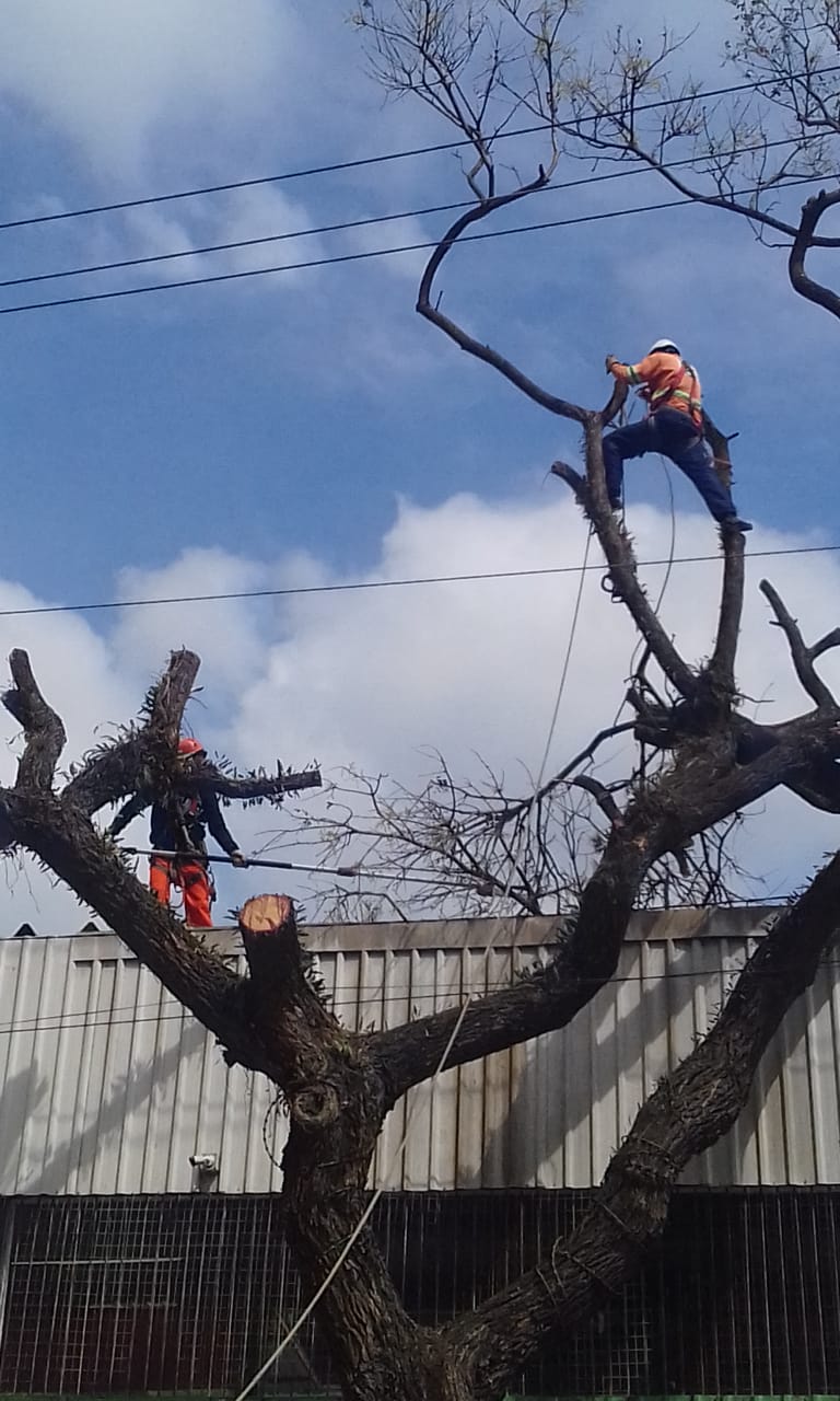 #PraCegoVer - Dois trabalhadores da Subprefeitura estão em uma árvore, cortando os galhos.