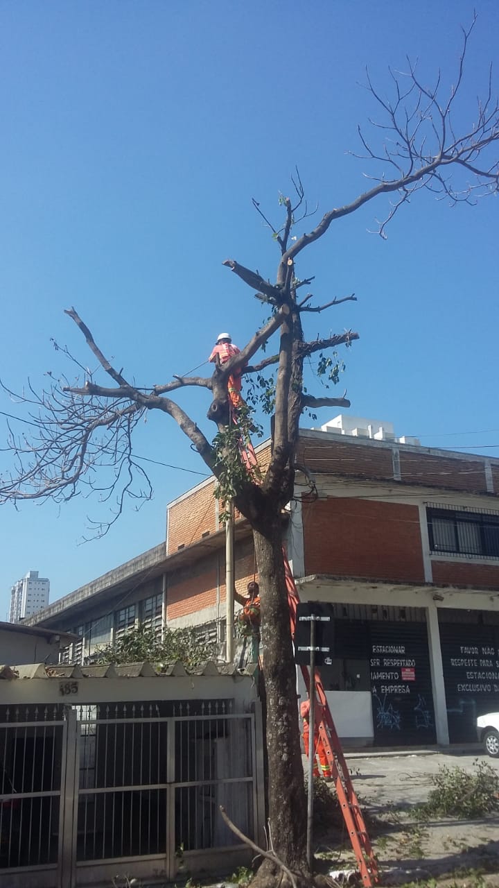#PraCegoVer - Trabalhador da Subprefeitura está no alto de escada encostada à árvore, cortando os galhos. Há outros dois trabalhadores removendo os galhos cortados.