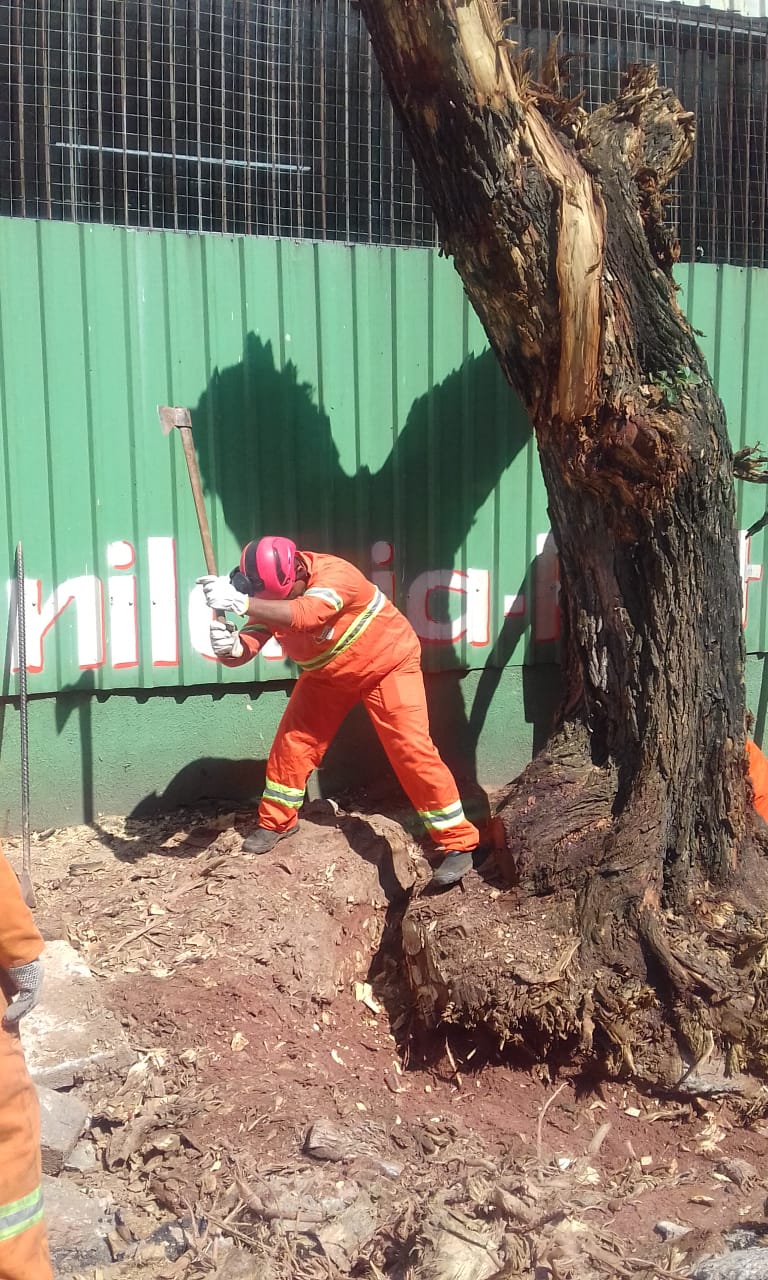 #PraCegoVer - Trabalhador da Subprefeitura corta árvore com um machado. O chão em volta da árvore está escavado.