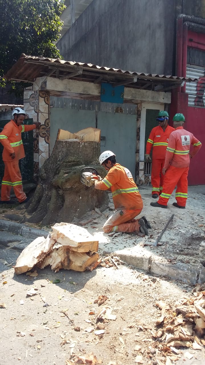 #PraCegoVer - Trabalhadores da Subprefeitura cortam a parte final de uma árvore com motosserra.