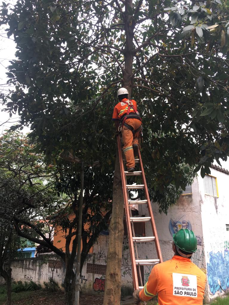 #PraCegoVer - Trabalhador da Subprefeitura sobe a escada para podar uma árvore. Nesse local foram podadas várias árvores.