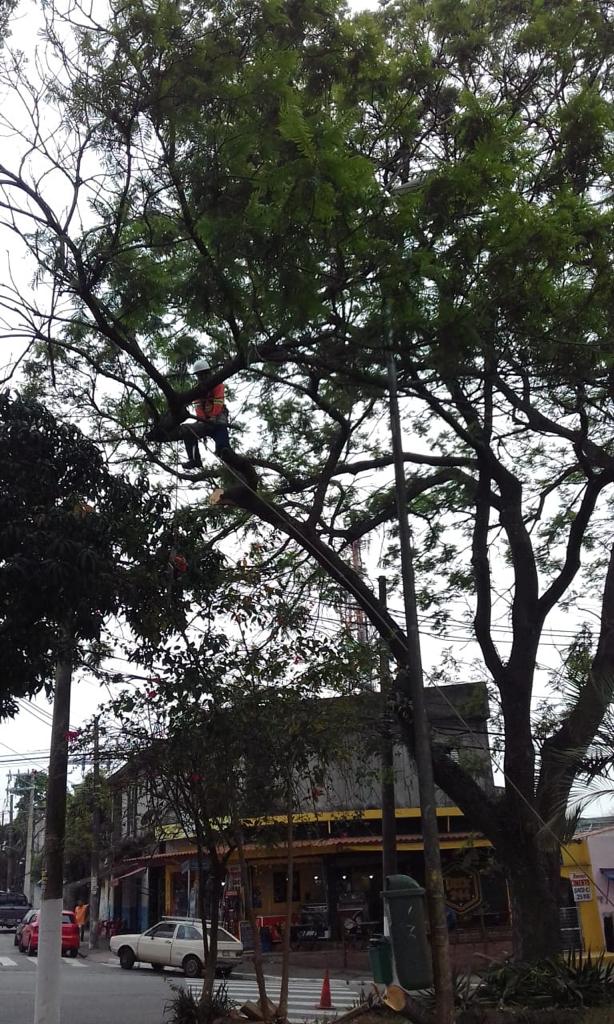 #PraCegoVer - Trabalhador da Subprefeitura corta galhos de uma árvore no alto de um dos galhos.