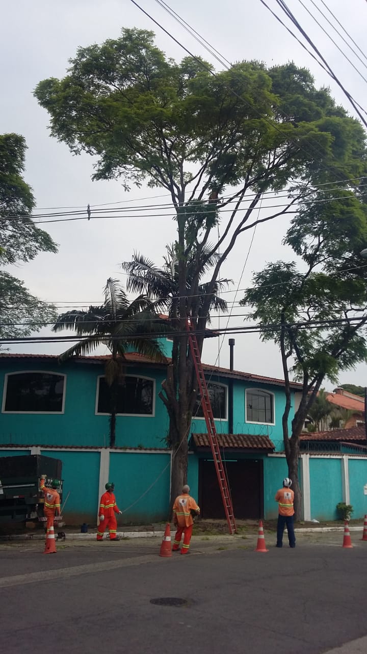 #PraCegoVer - Trabalhadores da Subprefeitura cortam galhos da árvore, no processo de poda. Há uma escada encostada na árvore. A árvore está diante de uma casa de esquina.
