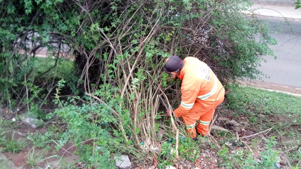 #PraCegoVer - Trabalhador da Subprefeitura recolhe estacas de plantas que depois serão colocadas na terra para produzir mudas.