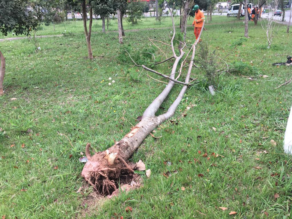 #PraCegoVer - Trabalhador da Subprefeitura estuda a melhor forma de remover árvore arrancada pela raiz. A árvore está no meio do gramado.