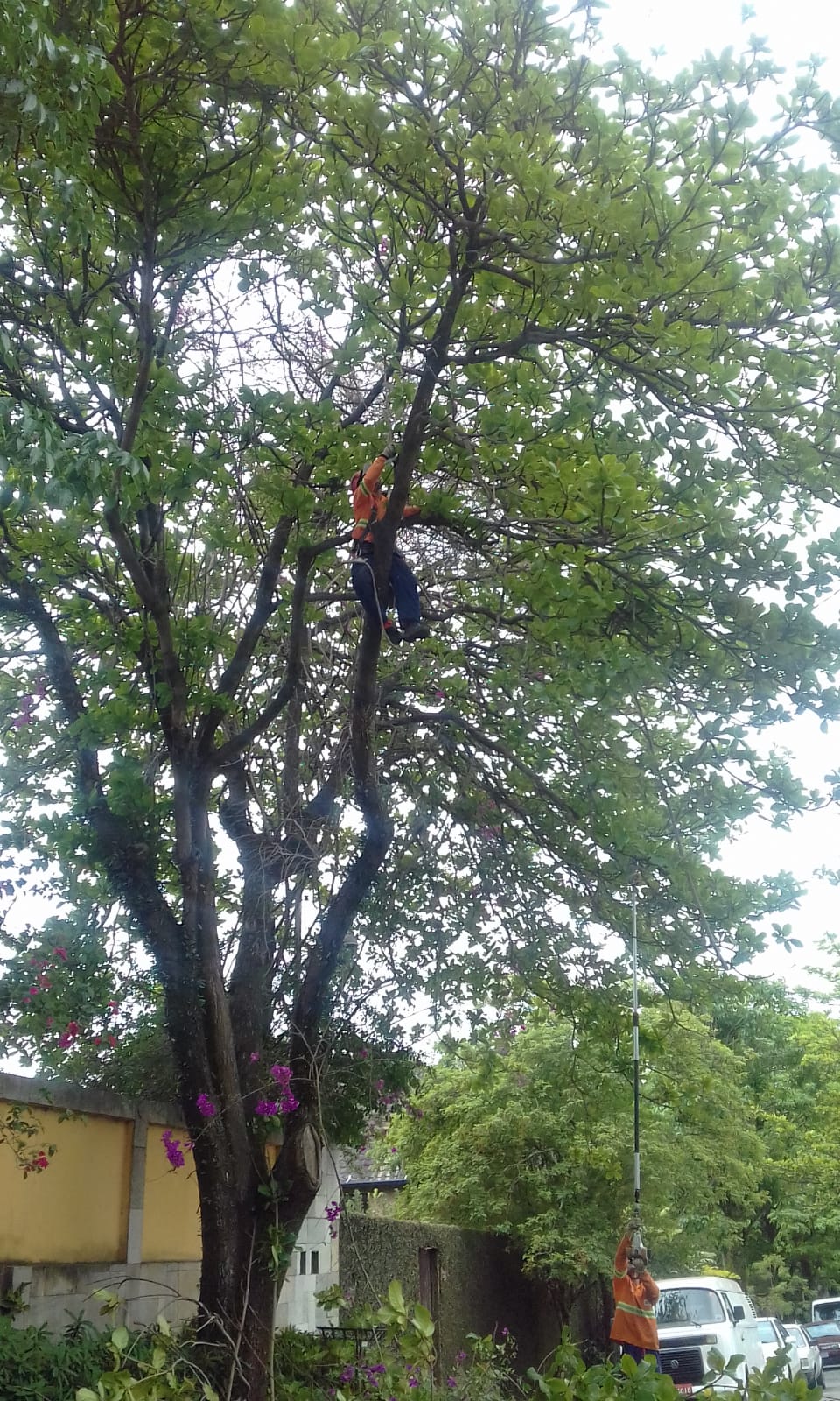 #PraCegoVer - Trabalhador da Subprefeitura está sentando em um galho a meia altura da árvore, procedendo à poda. Um outro trabalhador faz o mesmo trabalho nos galhos mais baixos, a partir do chão.