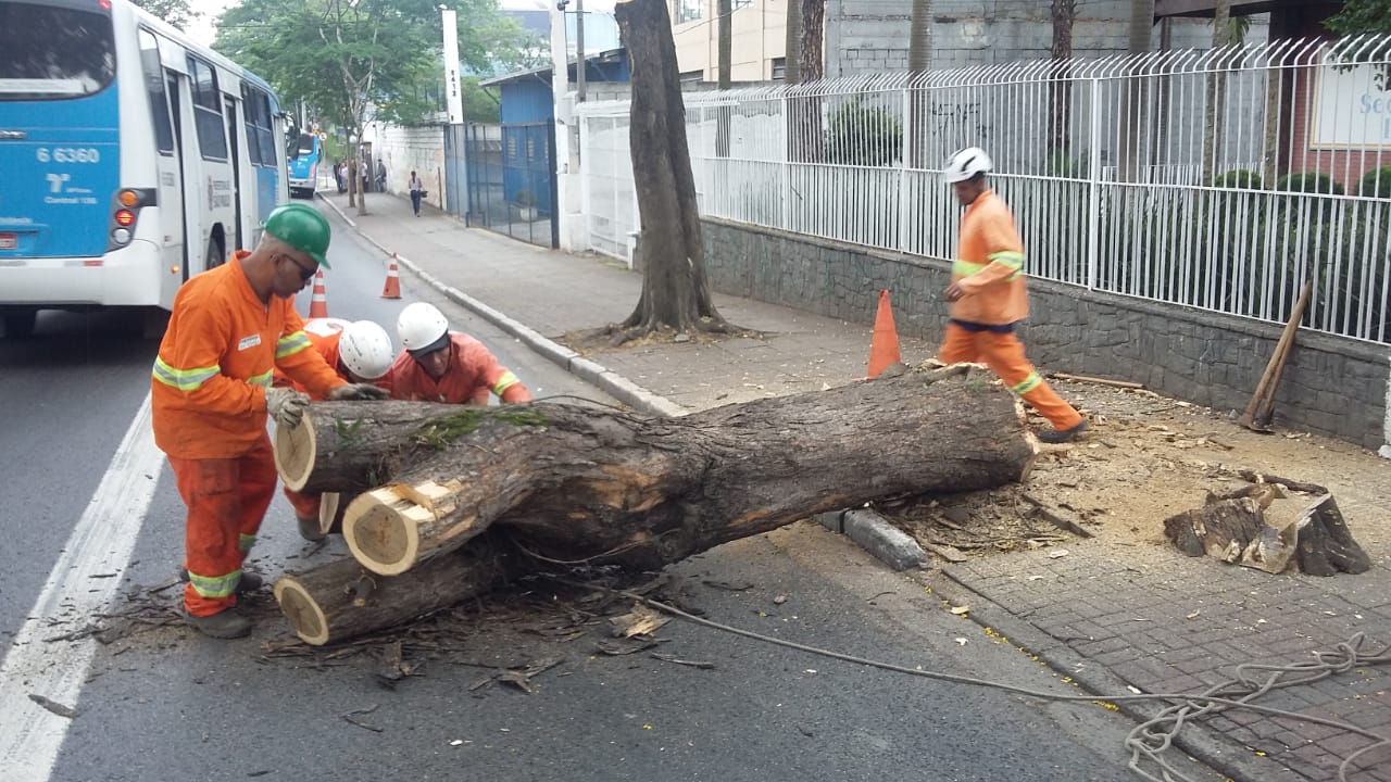 #PraCegoVer - Trabalhadores da Subprefeitura preparam-se para cortar tronco que foi serrado pela base e podado nos galhos.