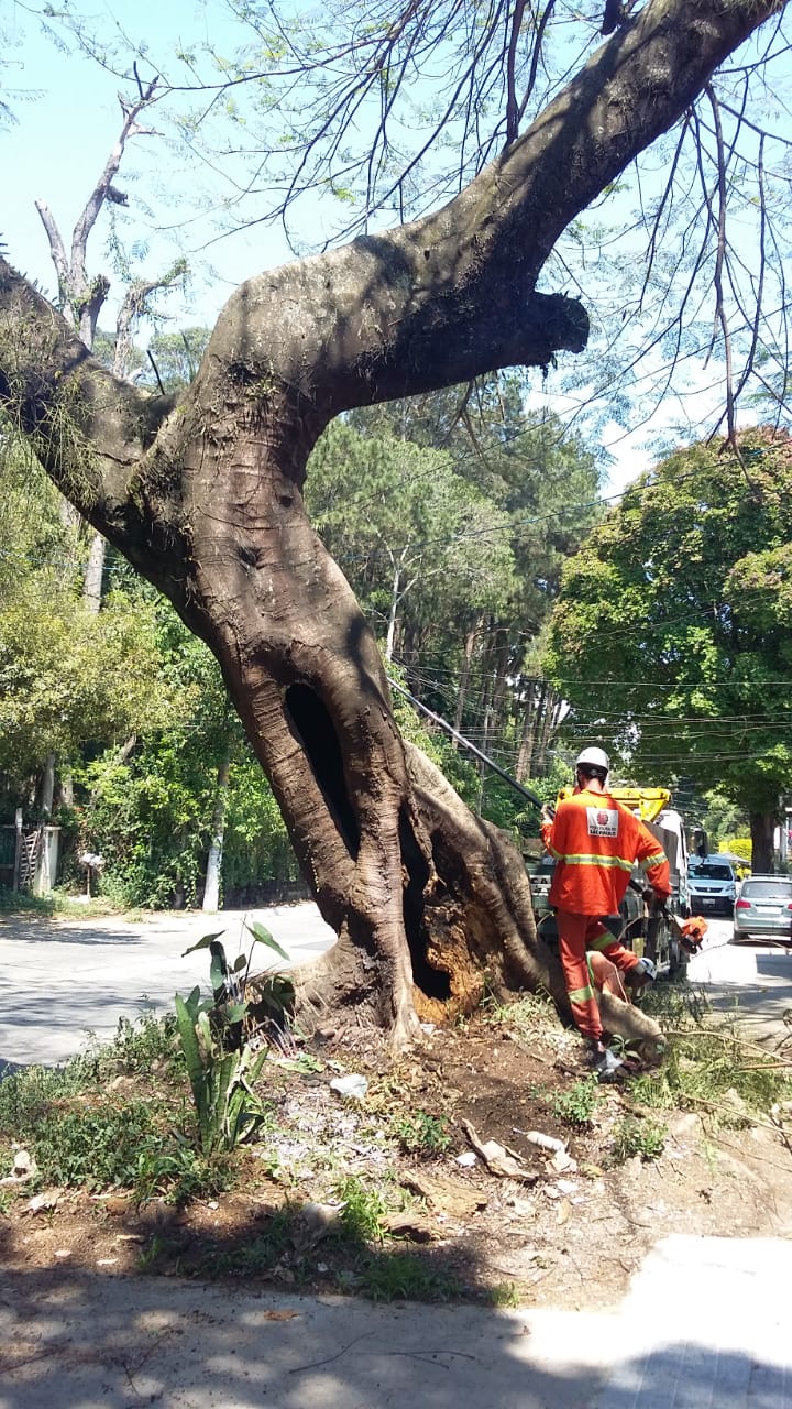 #PraCegoVer - Trabalhadores da Subprefeitura podam galhos da árvore. A via tem duas pistas e a árvore está no centro. Há outras árvores no fundo, sob um belo céu azul.