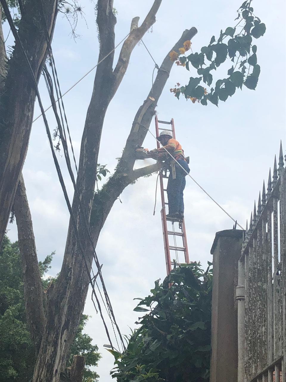 #PraCegoVer - Trabalhador da Subprefeitura está no alto de escada serrando galhos da árvore. Os galhos são sustentados por cordas. Do lado direito há uma cerca de metal com pontas.