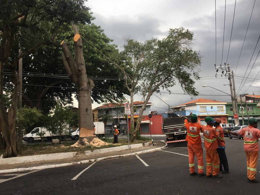 #PraCegoVer - Trabalhadores da Subprefeitura sustentam, por meio de uma corda, a árvore que está sendo removida.