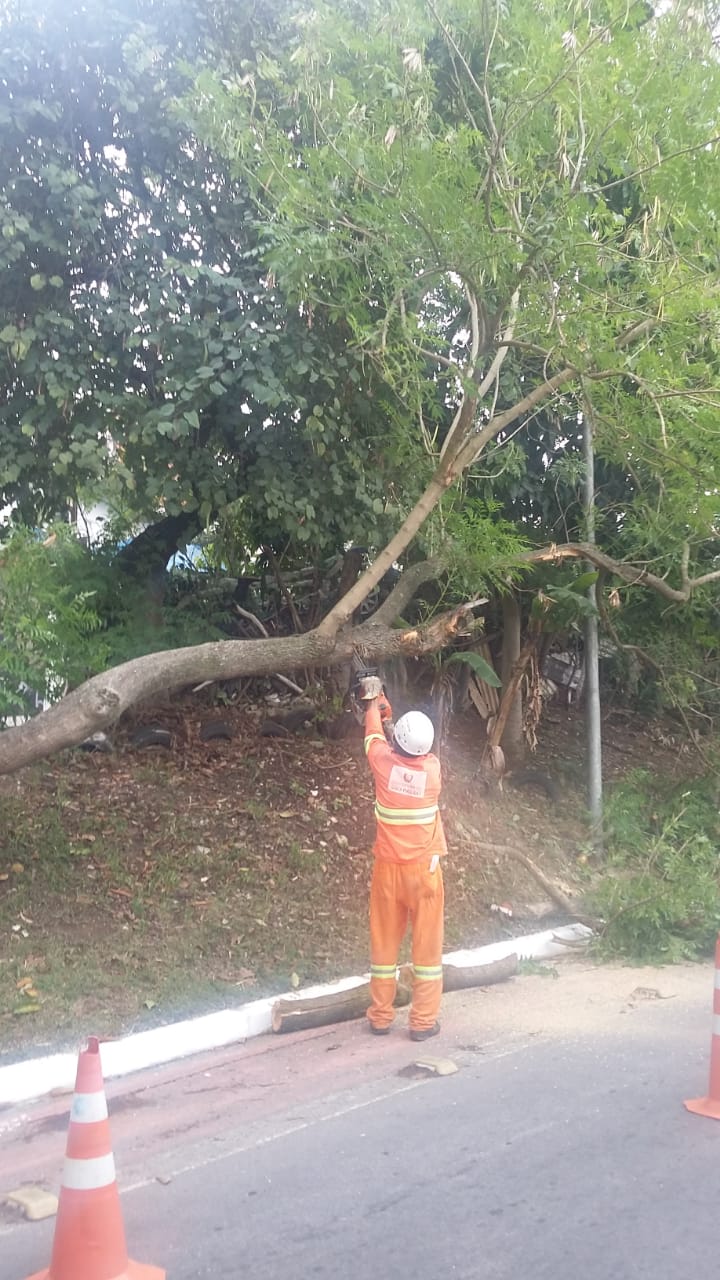 #PraCegoVer - Trabalhador da Subprefeitura corta árvore com motosserra