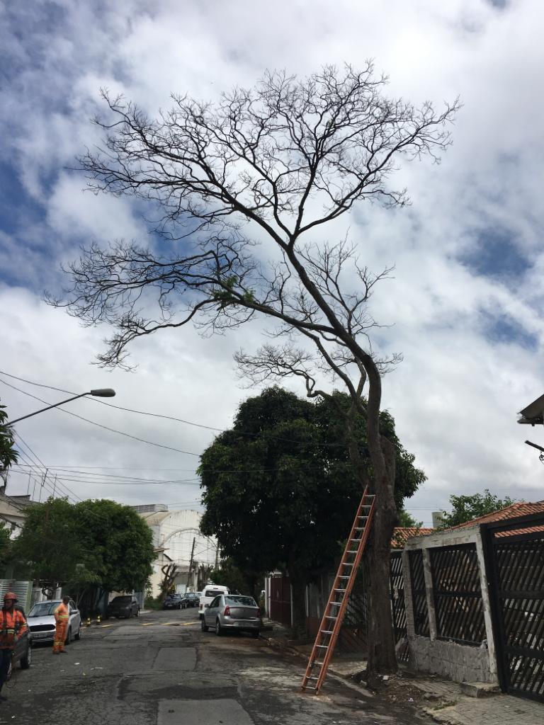 #PraCegoVer - Sobre a árvore, há uma escada encostada. Trabalhadores da Subprefeitura estão de lado.