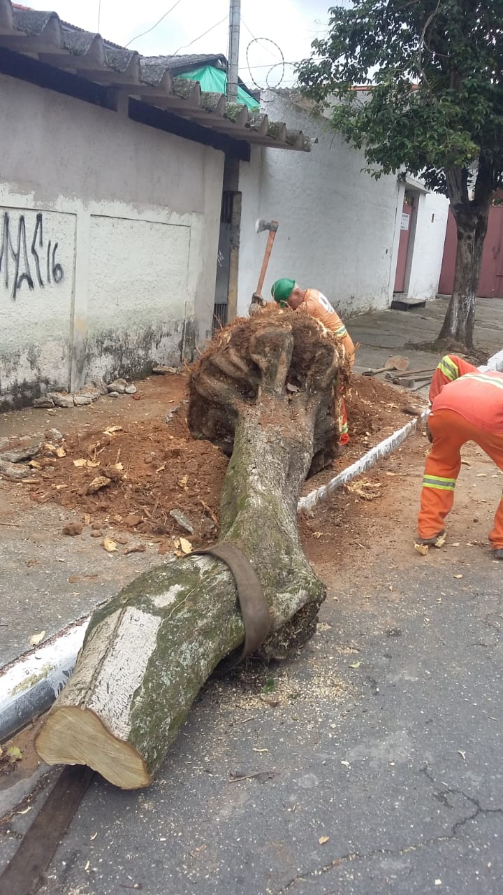 #PraCegoVer - Trabalhador da Subprefeitura utiliza machado para cortar a raiz apodrecida da árvore, que está caída no chão.