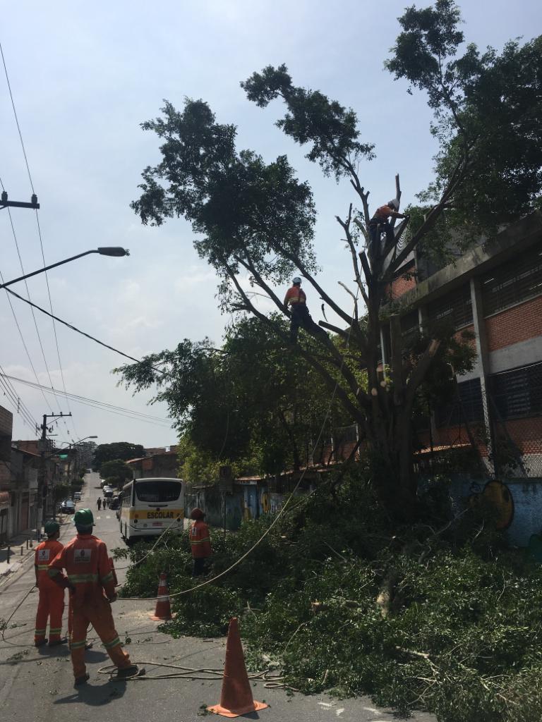 #PraCegoVer - Trabalhadores da Subprefeitura — um deles em cima da árvore — cortam os galhos para remoção de Ficus. Há cordas destinadas a segurar os galhos e a árvore. A via está sinalizada.