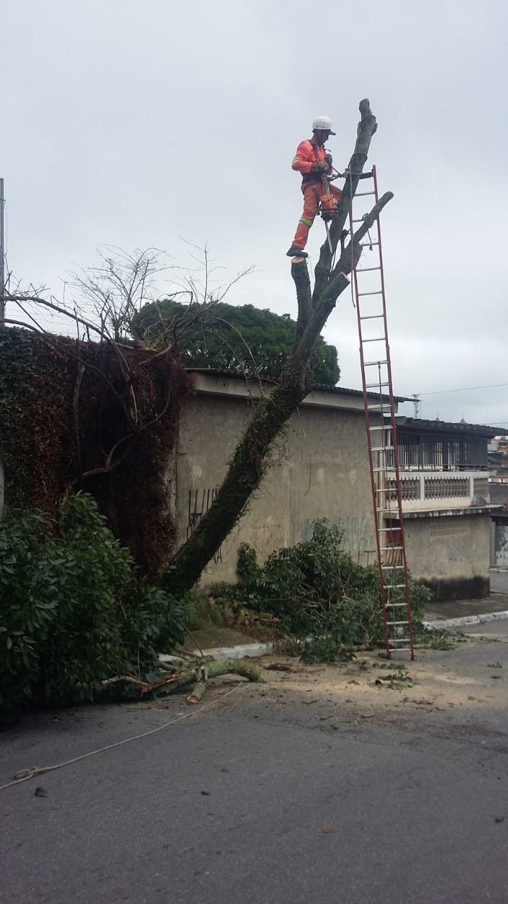 #PraCegoVer - Trabalhador da Subprefeitura está na ponta da árvore, cortando os galhos mais altos. Vários galhos já estão no chão, perto de um muro. Encostada na árvore, há uma escada.