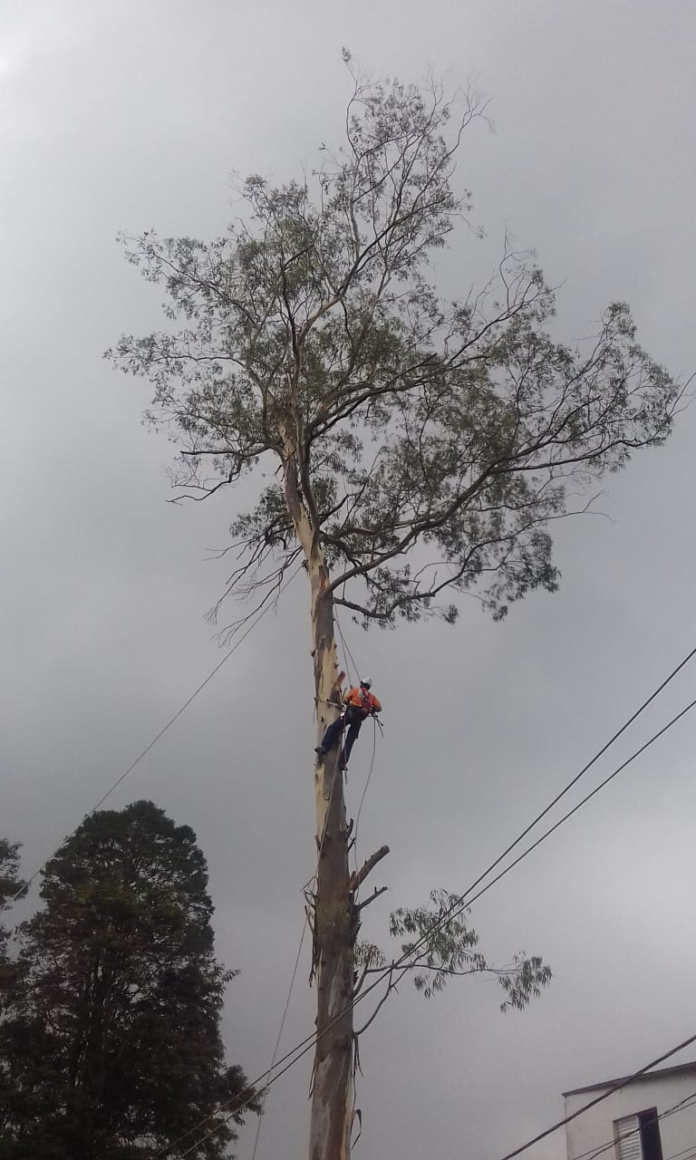 #PraCegoVer - Trabalhador da Subprefeitura no alto da árvore, no processo de poda. Os fios da concessionária de energia passam abaixo do ponto em que o trabalhador está.