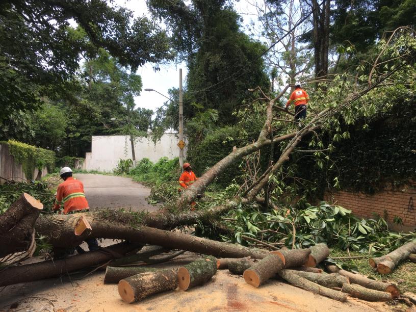 #PraCegoVer - Trabalhadores da Subprefeitura cortam a árvore caída para remoção. A árvore está espalhada de lado a lado da via.