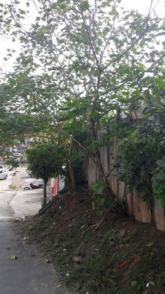 #PraCegoVer - Vegetação, pequenas árvores e grama encostados a um muro de concreto.