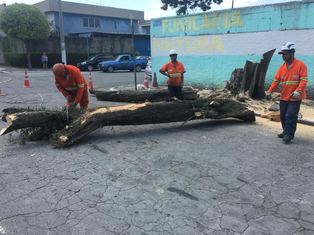 #PraCegoVer - Trabalhadores da Subprefeitura cortam árvore que foi removida na via. Há um muro pintado de azul e branco do lado direito.