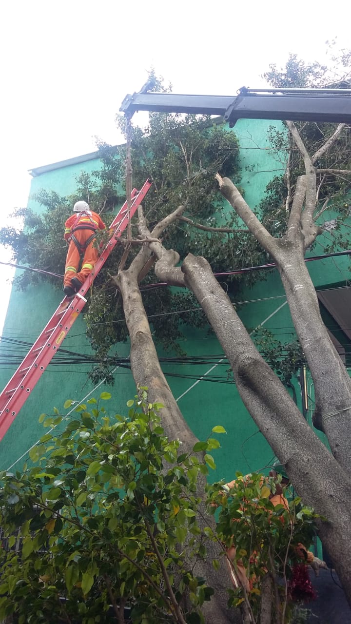 #PraCegoVer - Trabalhador da Subprefeitura está no topo de uma escada apoiada sobre a árvore que caiu. Um braço de guindaste tenta levantar a árvore, caída sobre fios de telecomunicações.