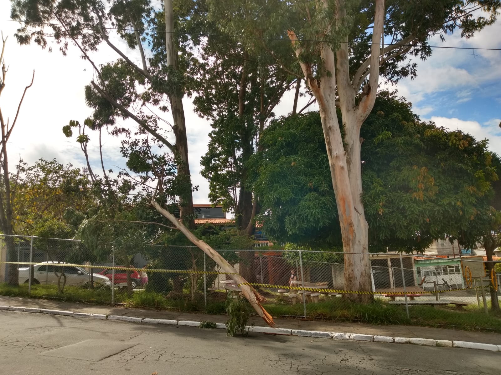 #PraCegoVer - Árvore caída à espera de remoção e recolhimento. O local está sinalizado.