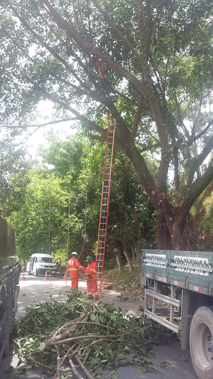 #PraCegoVer - Trabalhadores da Subprefeitura recolhem galhos da árvore que foi podada. Há uma escada apoiada na árvore. À direita, um caminhão da empreiteira contratada.