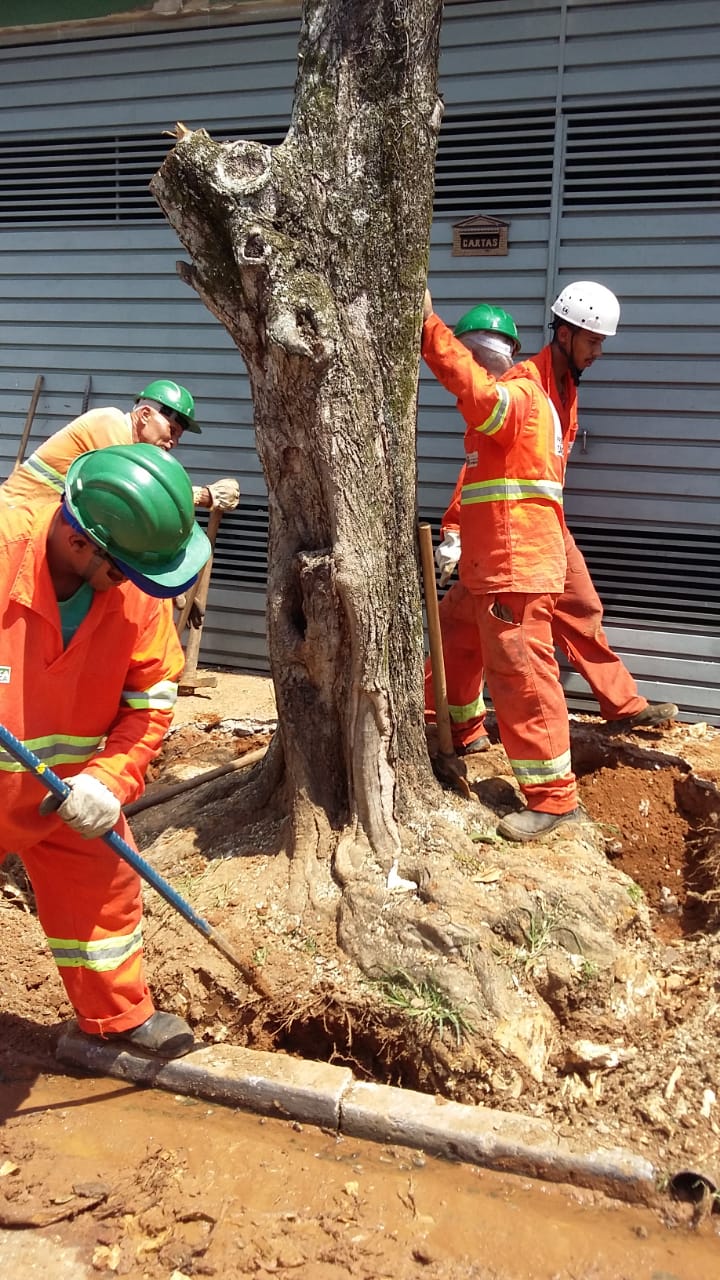 #PraCegoVer - Trabalhadores da Subprefeitura na fase final de remoção de árvore na calçada.