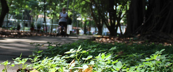 Imagem do passeio da praça Guilherme kawal com uma mulher andando de bicileta