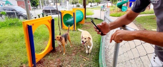a imagem mostra dois cachorros dentro do espaço pet e o dono do lado de fora mexendo no celular apoiado na cerca
