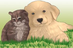 desenho de gatinho e cãozinho com olhar carinhoso sentados lado a lado em gramado verde
