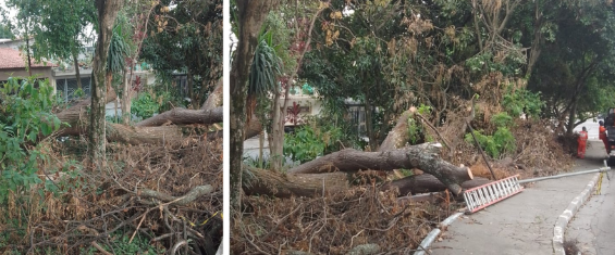 Montagem com duas fotos, na primeira, troncos e galhos com folhas secas, na segunda, detalhe dos troncos, com uma escada longa colocada na calçada e à frente, dois funcionários da Prefeitura, com uniformes laranja.
