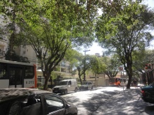 Rua Tonelero na Lapa tem 100% das árvores cadastradas
